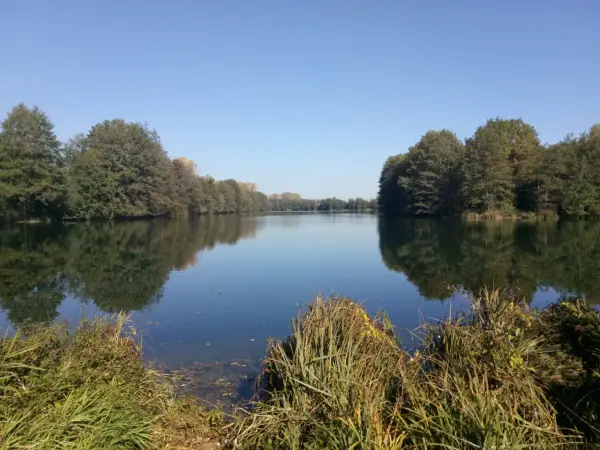 Ein ruhiger Baarer Weiher im Herbst, umgeben von Bäumen, deren Spiegelung sich im klaren Wasser bricht.